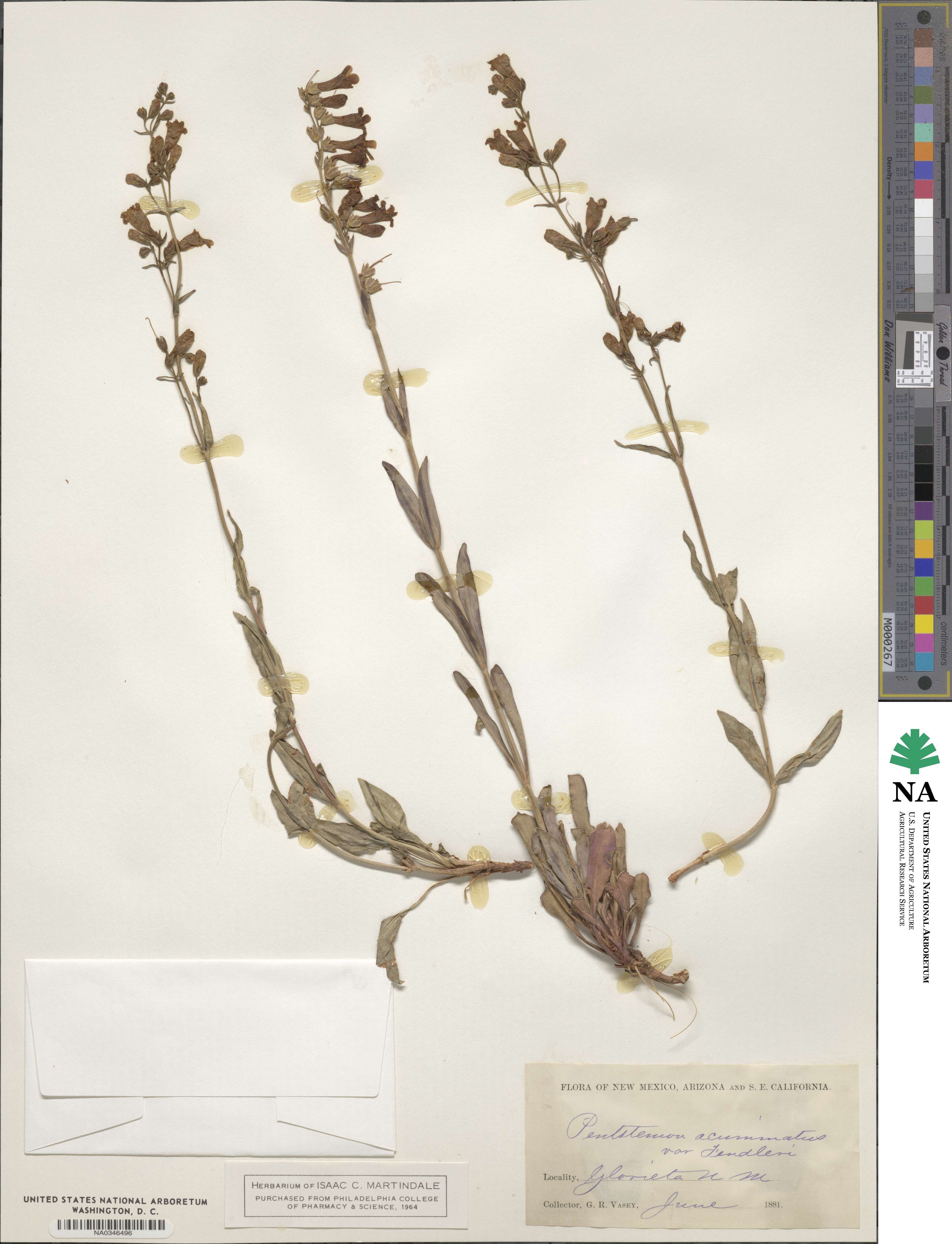 Penstemon acuminatus image