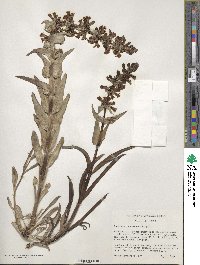 Penstemon acuminatus image