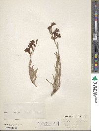 Penstemon acuminatus image