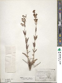 Penstemon acuminatus image