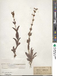 Penstemon acuminatus image