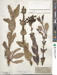 Penstemon acuminatus image