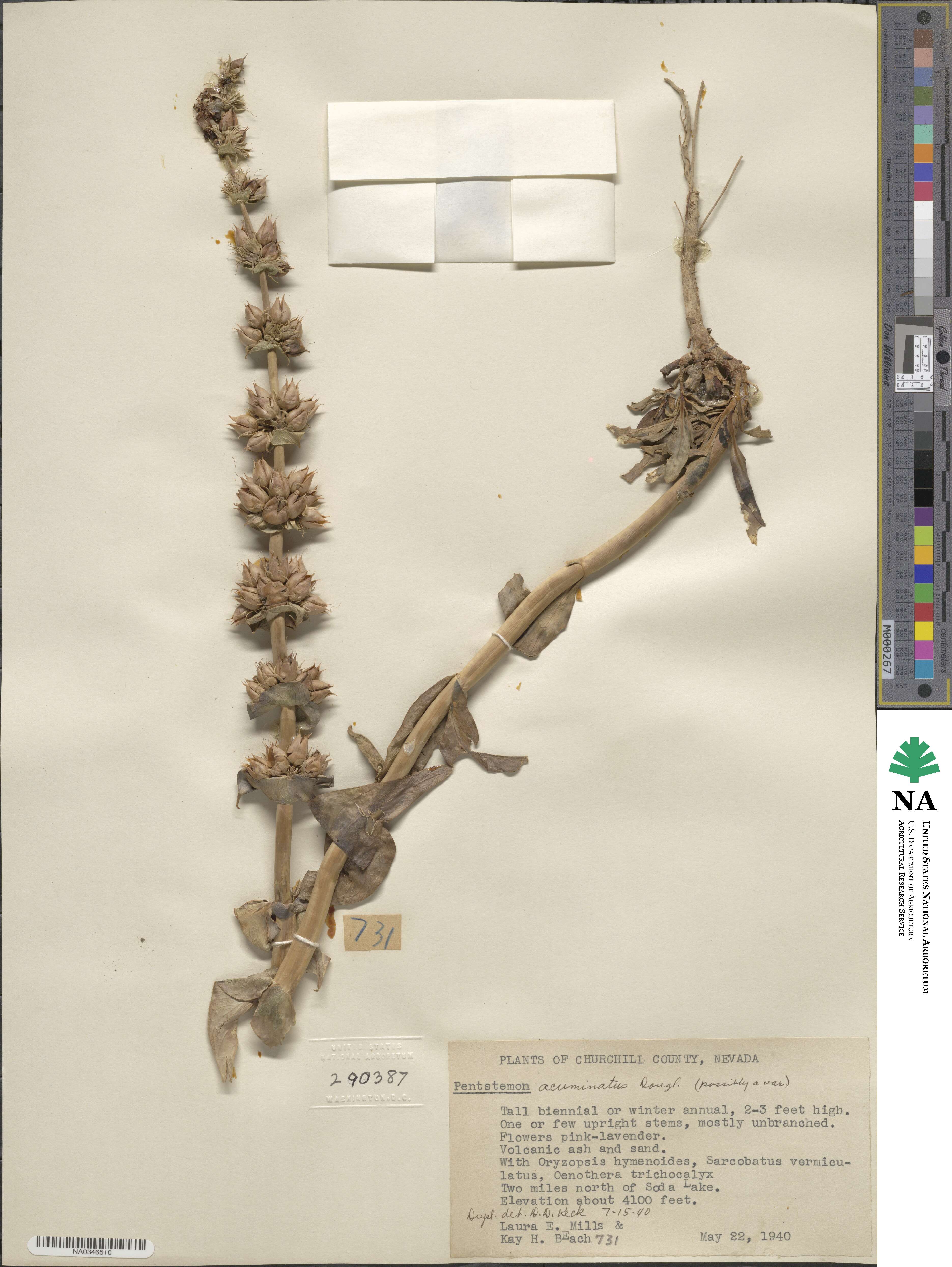 Penstemon acuminatus image