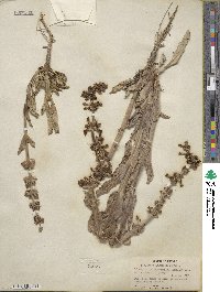 Penstemon acuminatus image