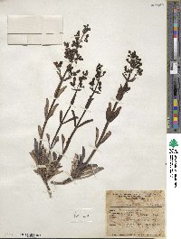 Penstemon acuminatus image