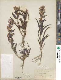 Penstemon acuminatus image