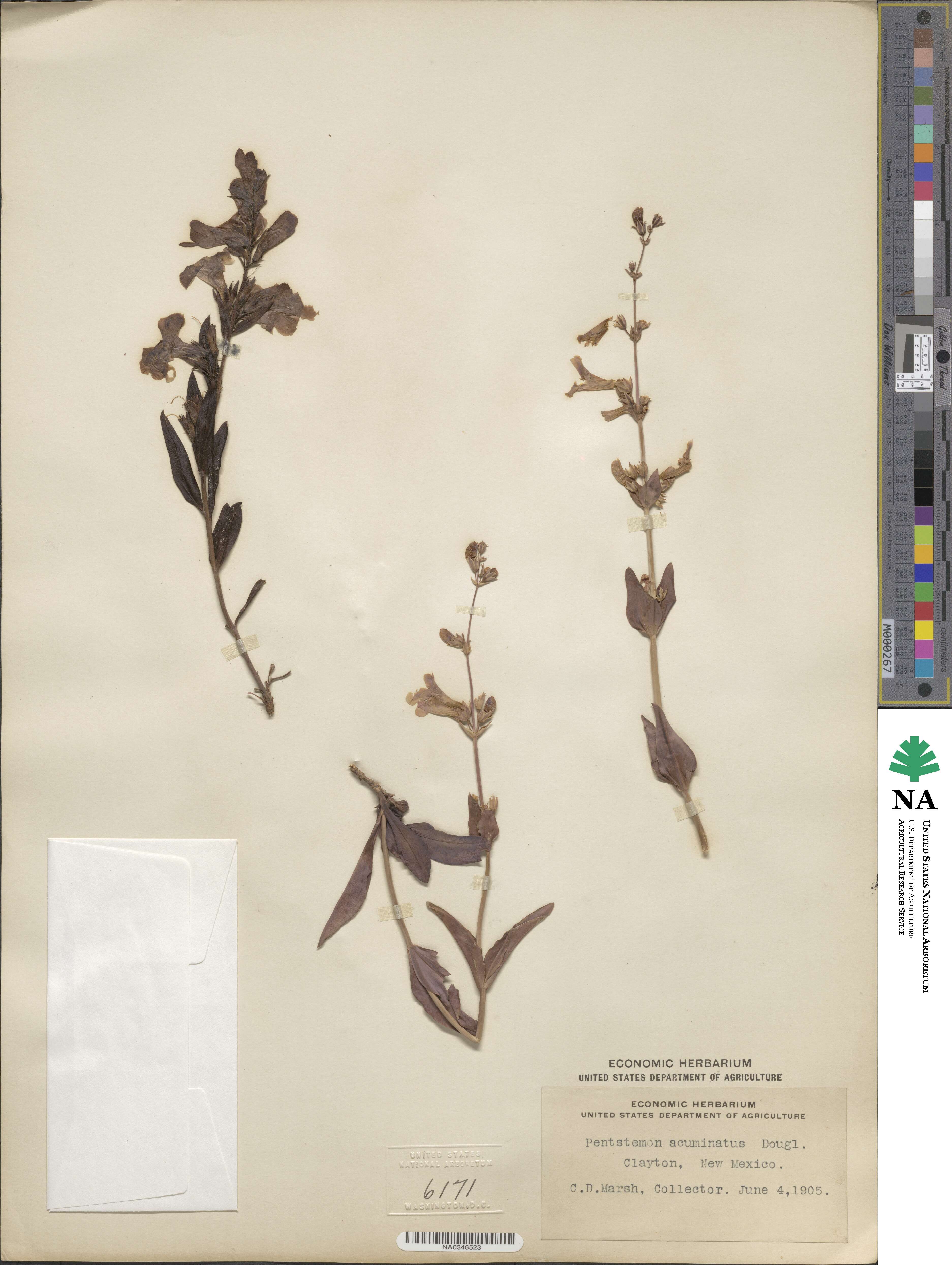 Penstemon acuminatus image