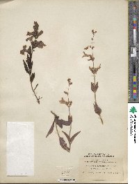 Penstemon acuminatus image