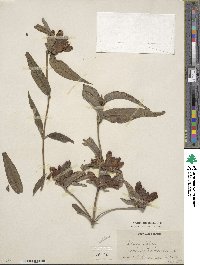 Chelone glabra image