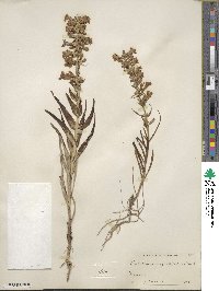 Penstemon angustifolius image