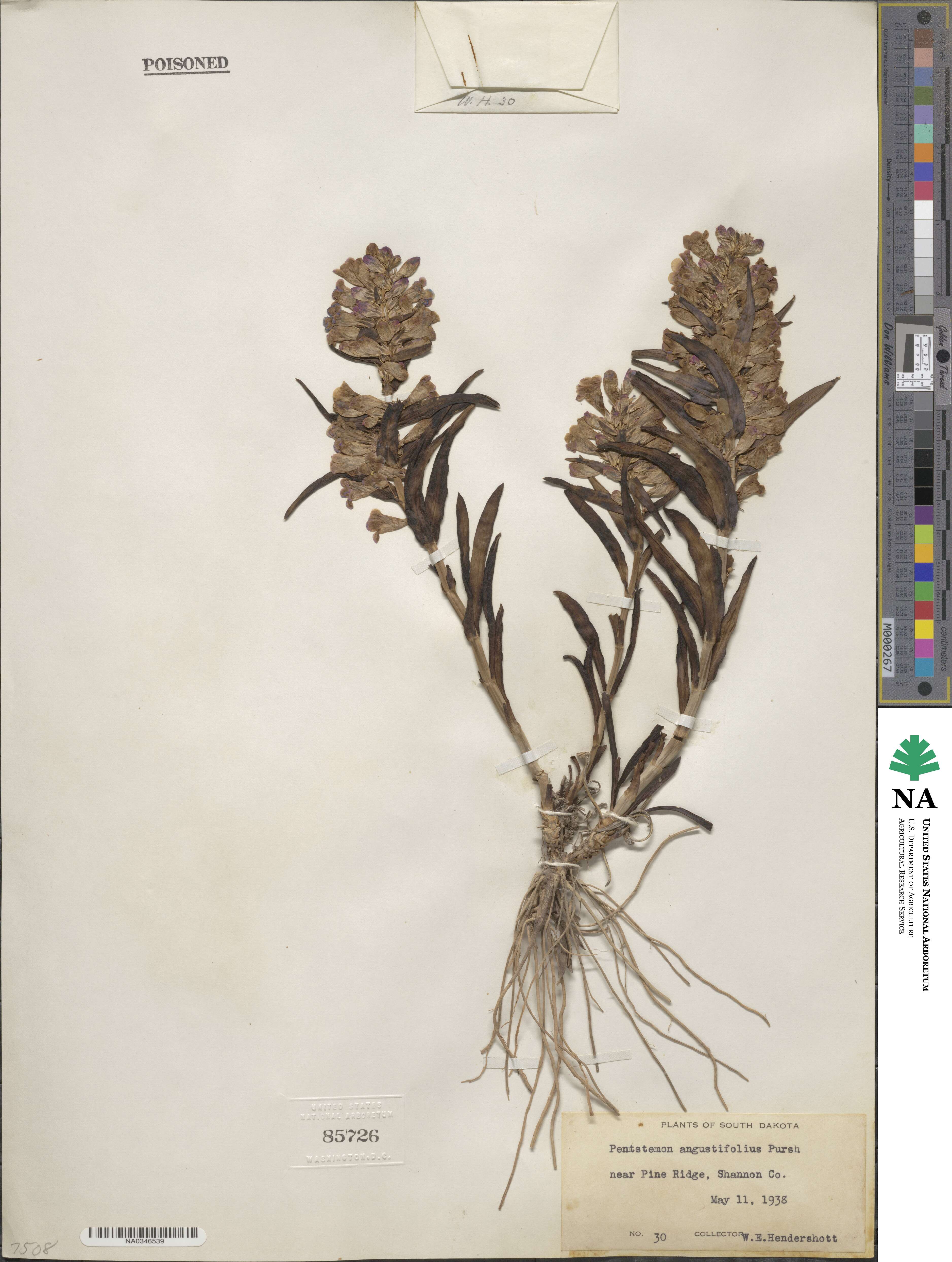 Penstemon angustifolius image