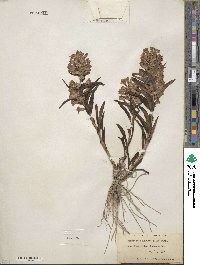 Penstemon angustifolius image