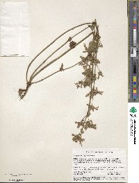 Penstemon anguineus image