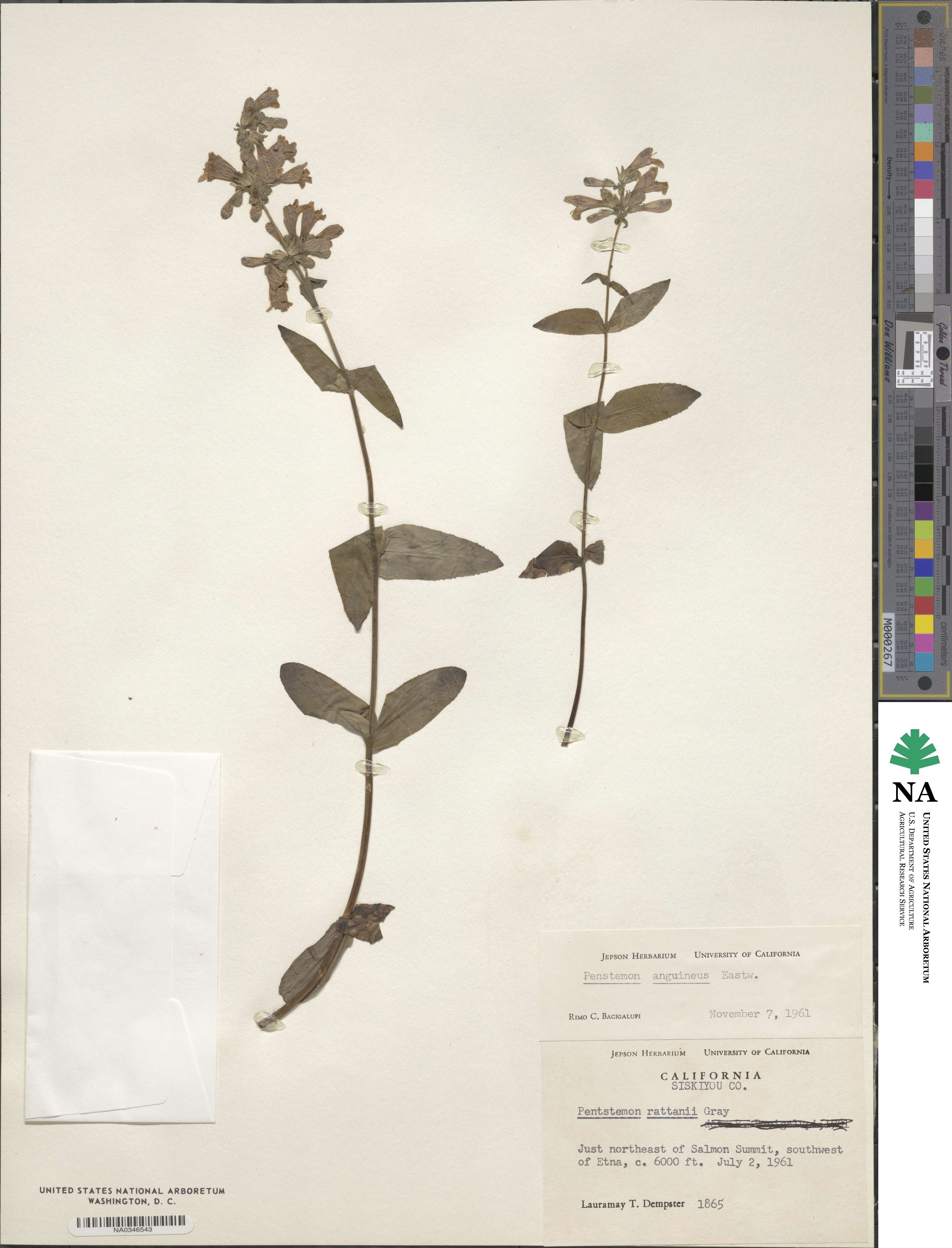 Penstemon anguineus image