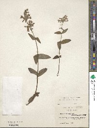 Penstemon anguineus image