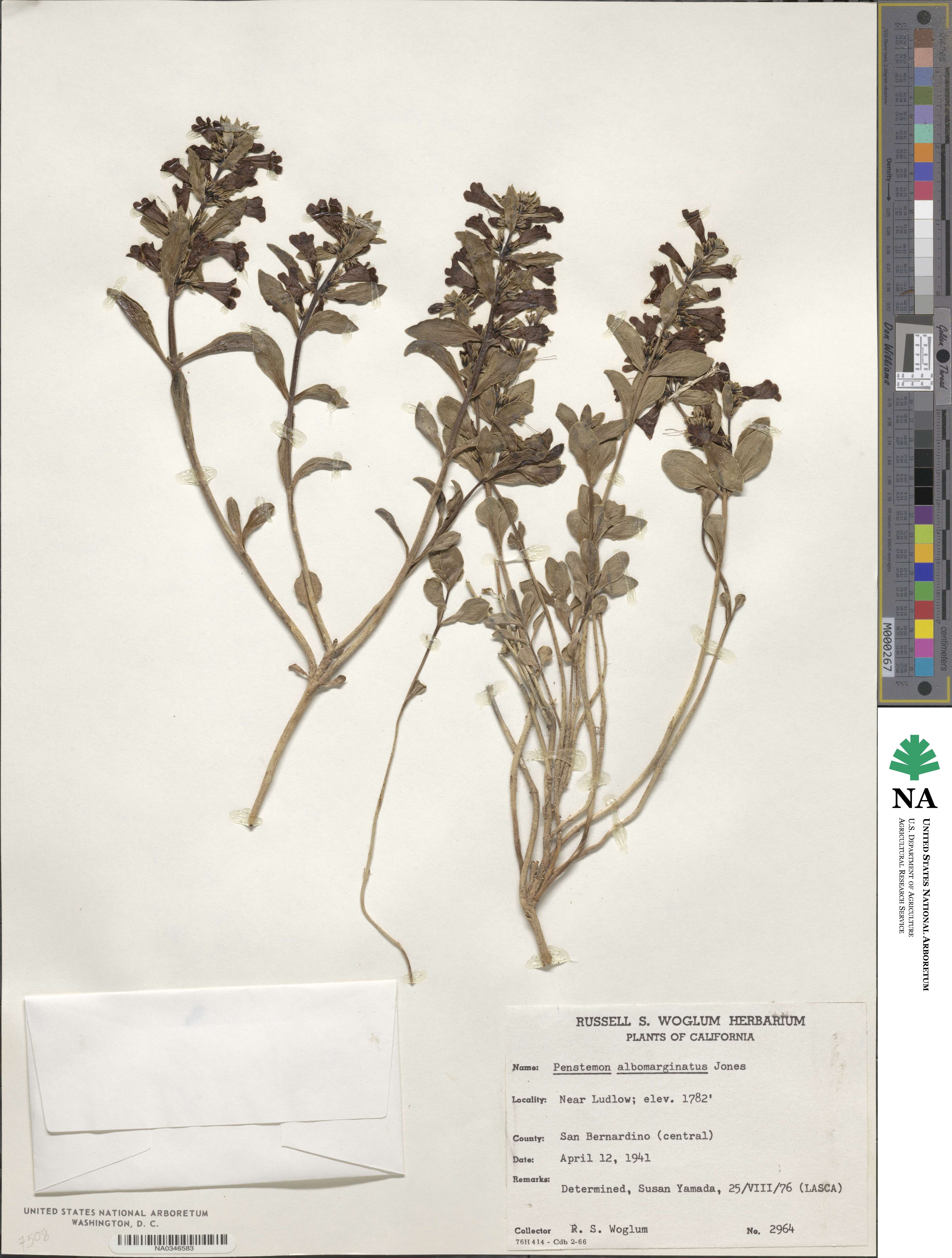 Penstemon albomarginatus image