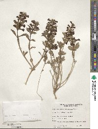 Image of Penstemon albomarginatus