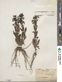 Penstemon albidus image