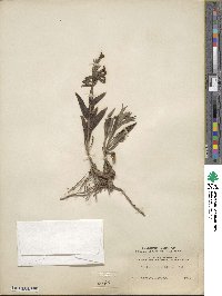 Penstemon albidus image