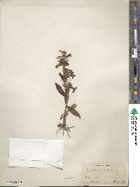 Penstemon albidus image