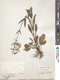 Penstemon australis image