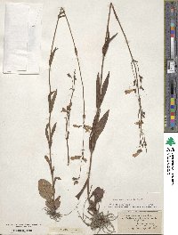 Penstemon australis image