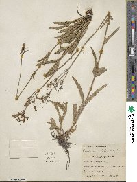 Penstemon australis image