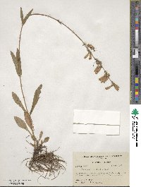 Penstemon australis image