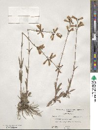 Penstemon australis image