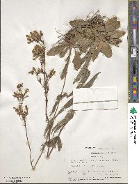 Penstemon australis image