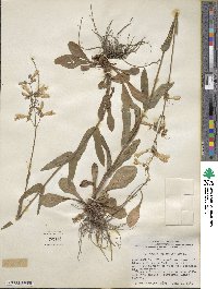 Penstemon australis image