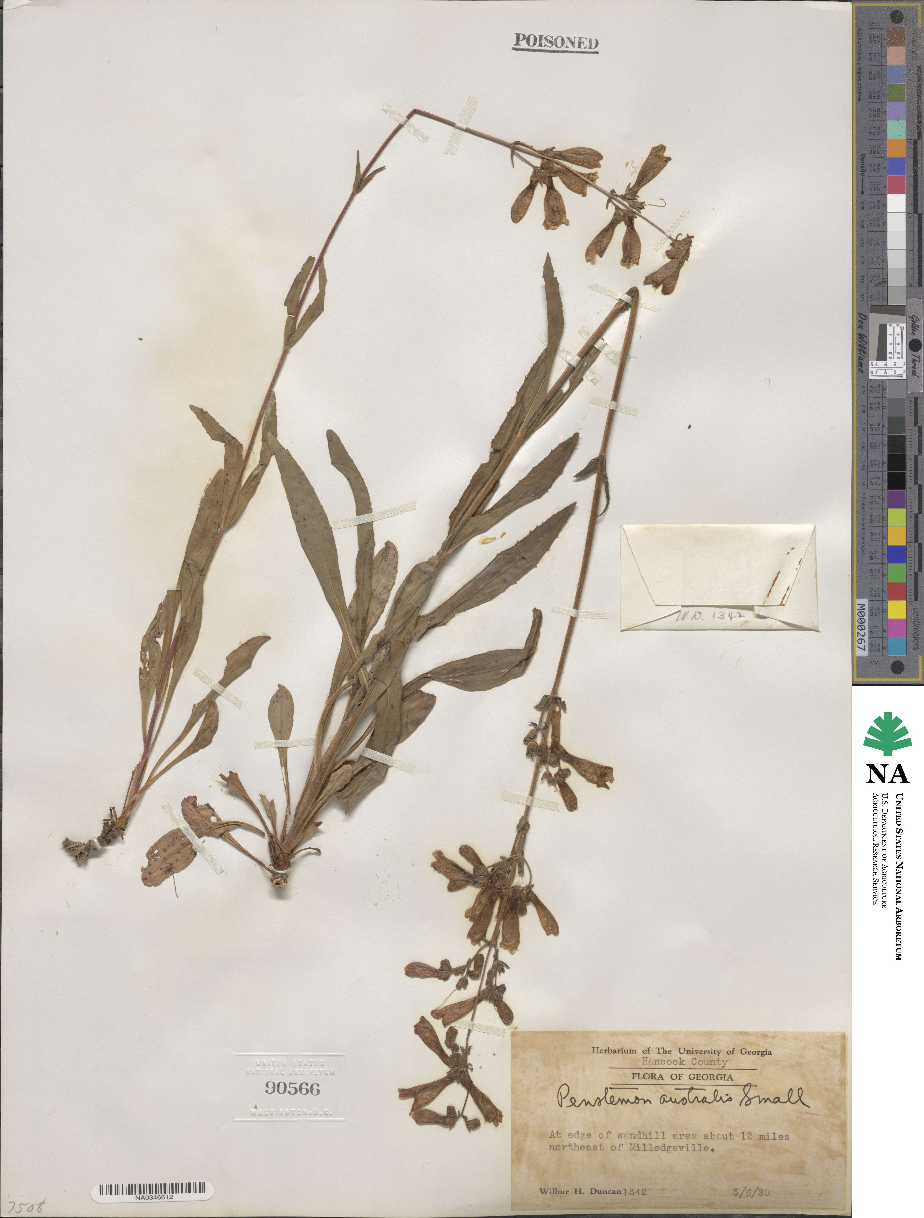 Penstemon australis image