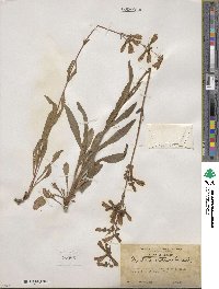 Penstemon australis image