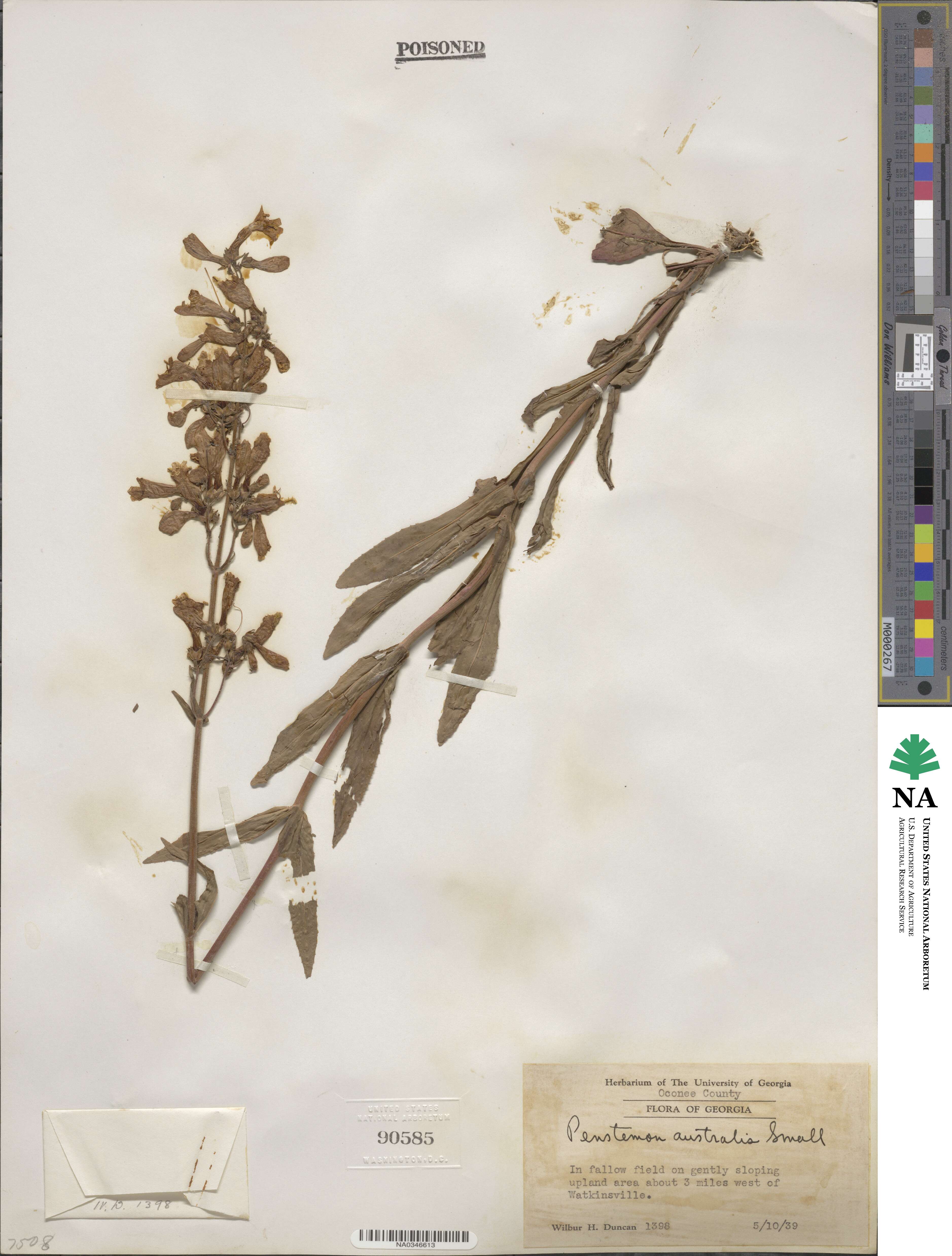 Penstemon australis image