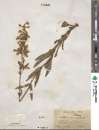 Penstemon australis image