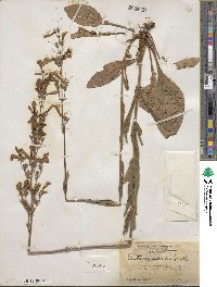 Penstemon australis image