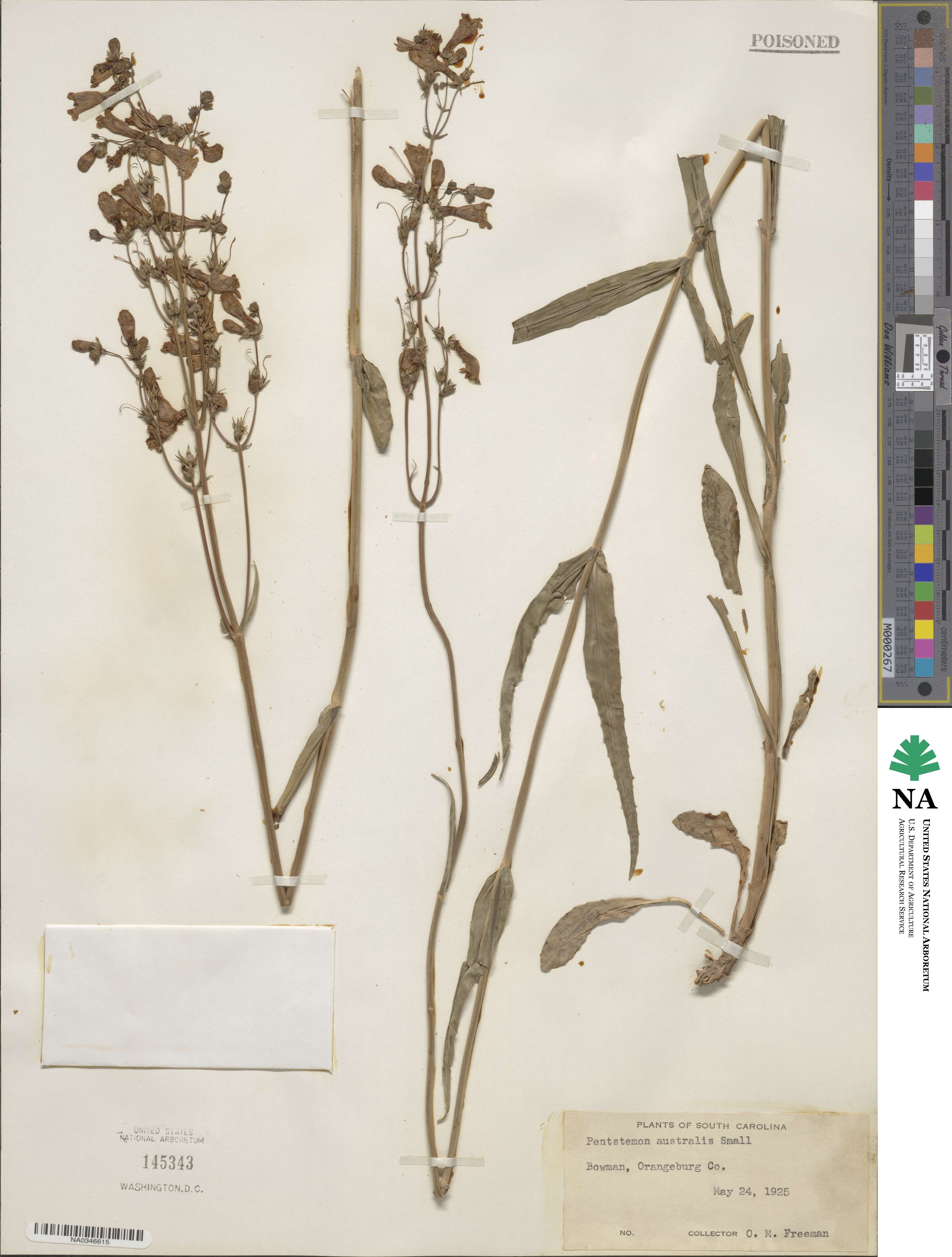 Penstemon australis image