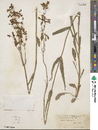 Penstemon australis image