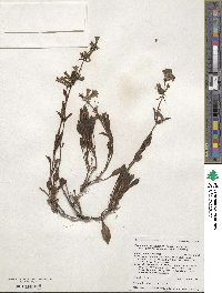 Penstemon attenuatus image