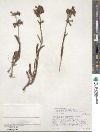 Penstemon attenuatus var. pseudoprocerus image