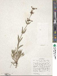 Penstemon attenuatus image