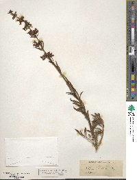 Penstemon attenuatus image