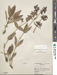 Penstemon attenuatus image