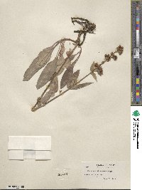 Penstemon attenuatus image