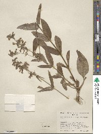 Penstemon attenuatus image