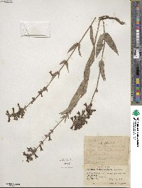 Penstemon attenuatus image