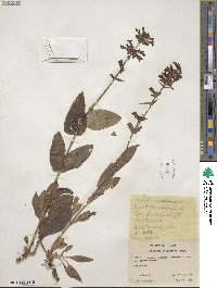 Penstemon attenuatus image