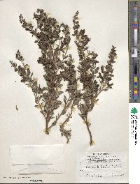 Keckiella antirrhinoides var. microphylla image