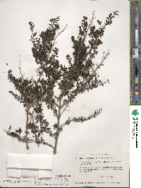 Keckiella antirrhinoides subsp. antirrhinoides image