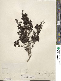 Keckiella antirrhinoides subsp. antirrhinoides image